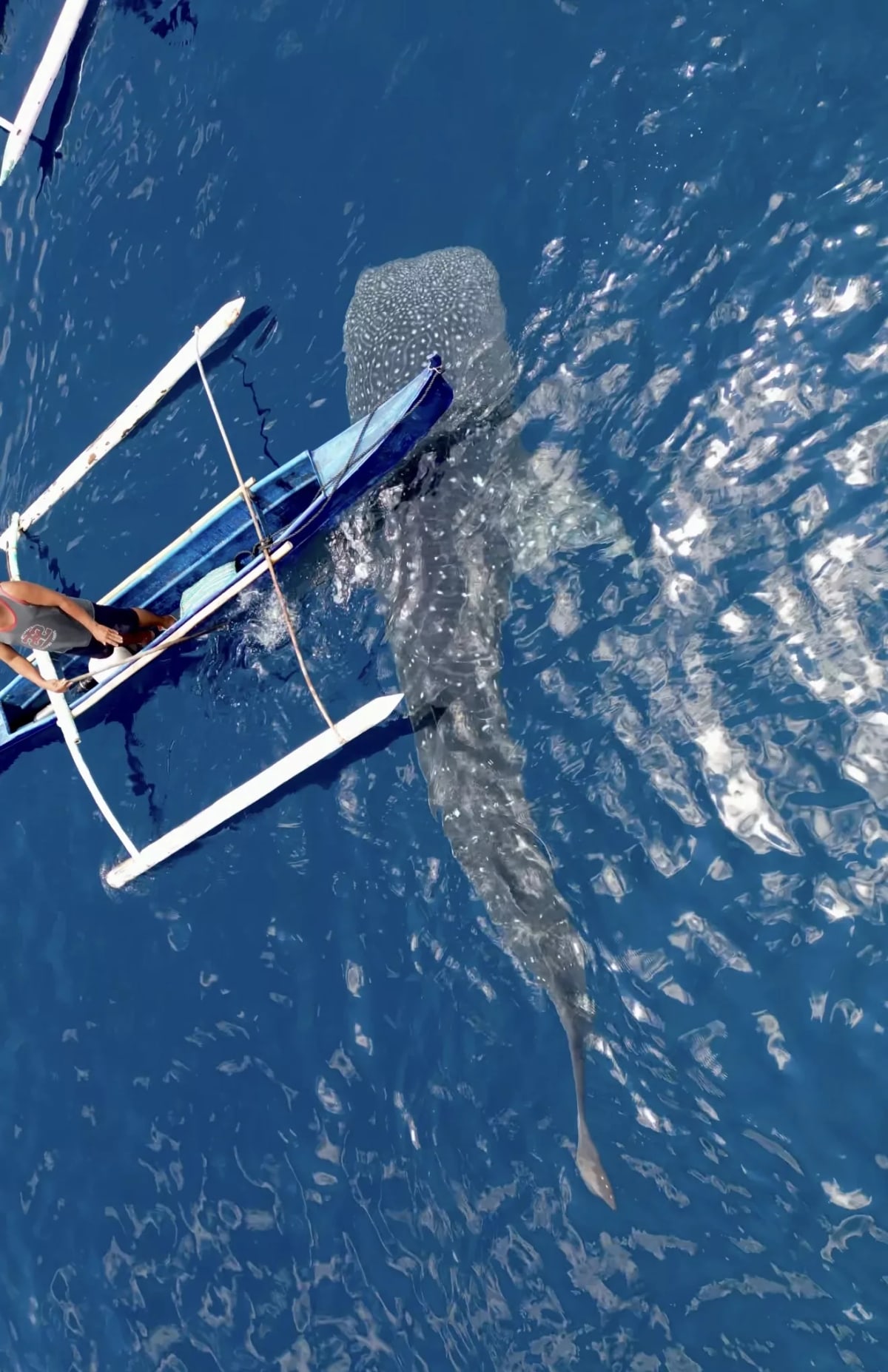Requin baleine 2