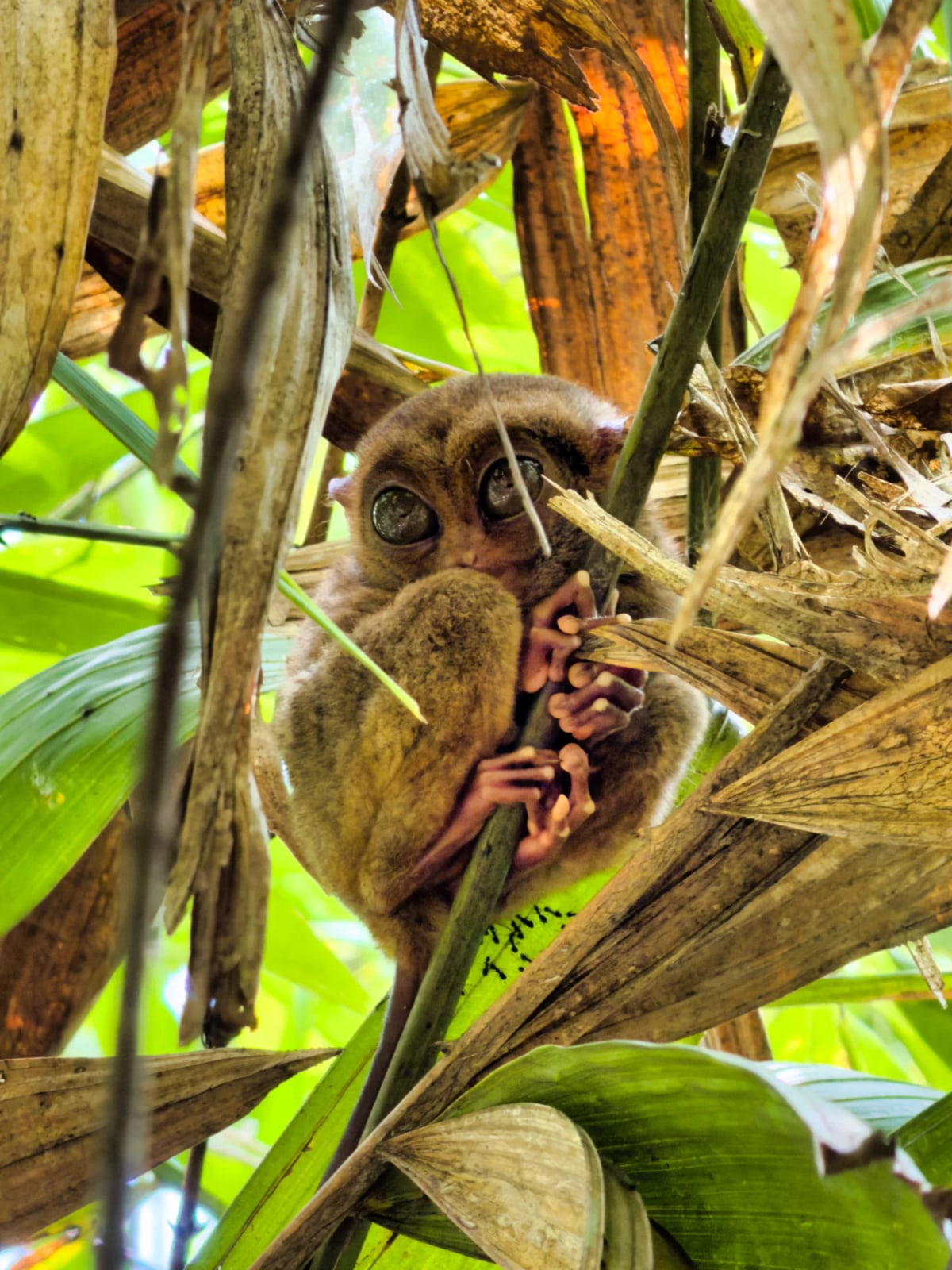 Tarsier 1