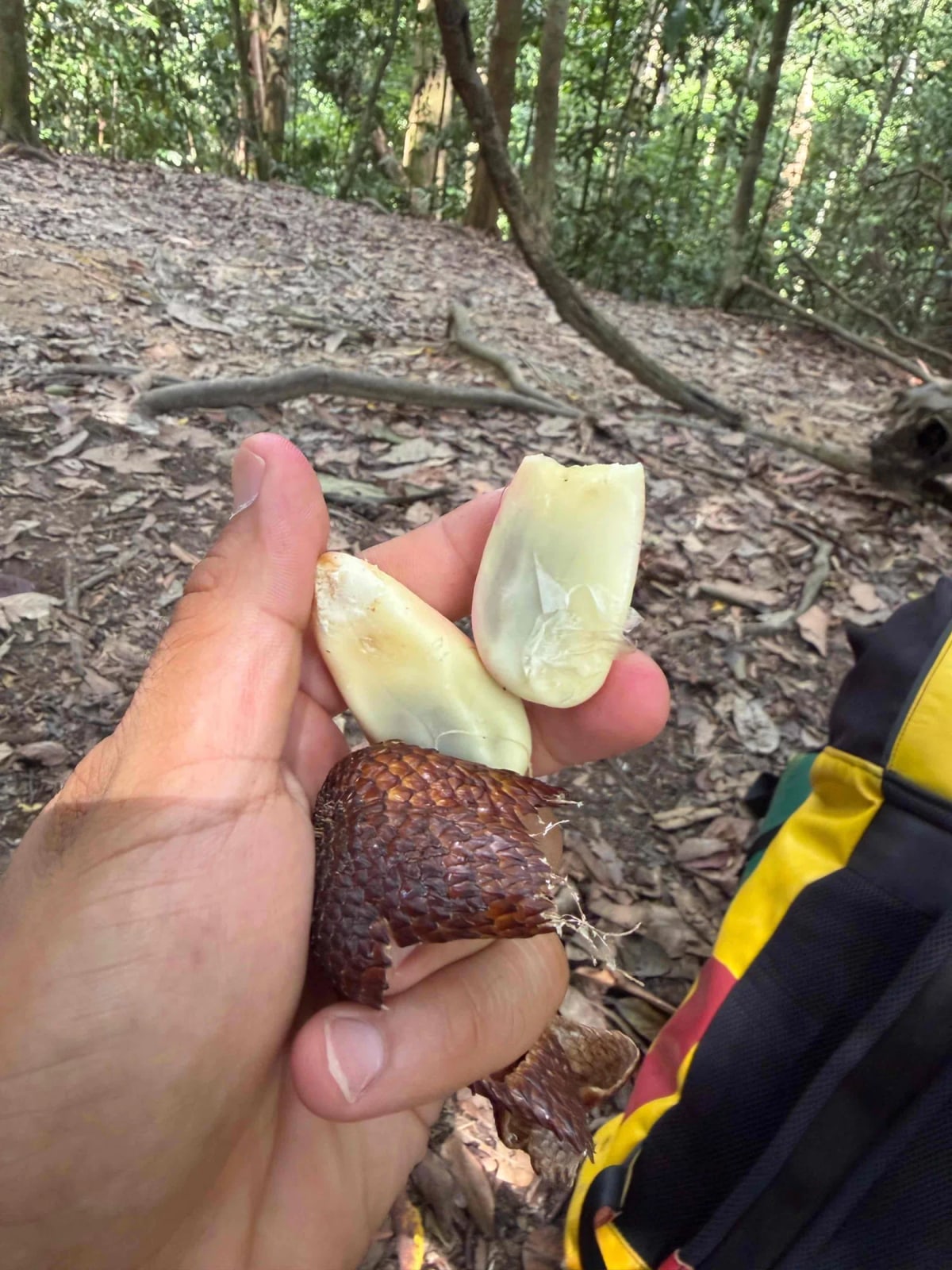 Salak 3