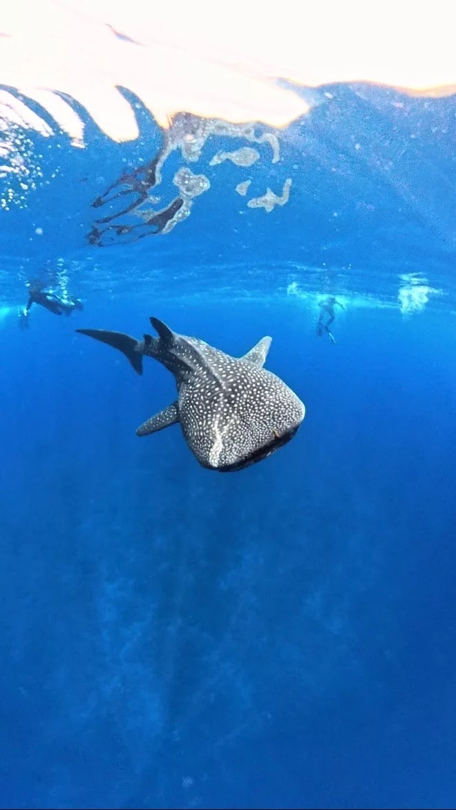 Requin baleine 3