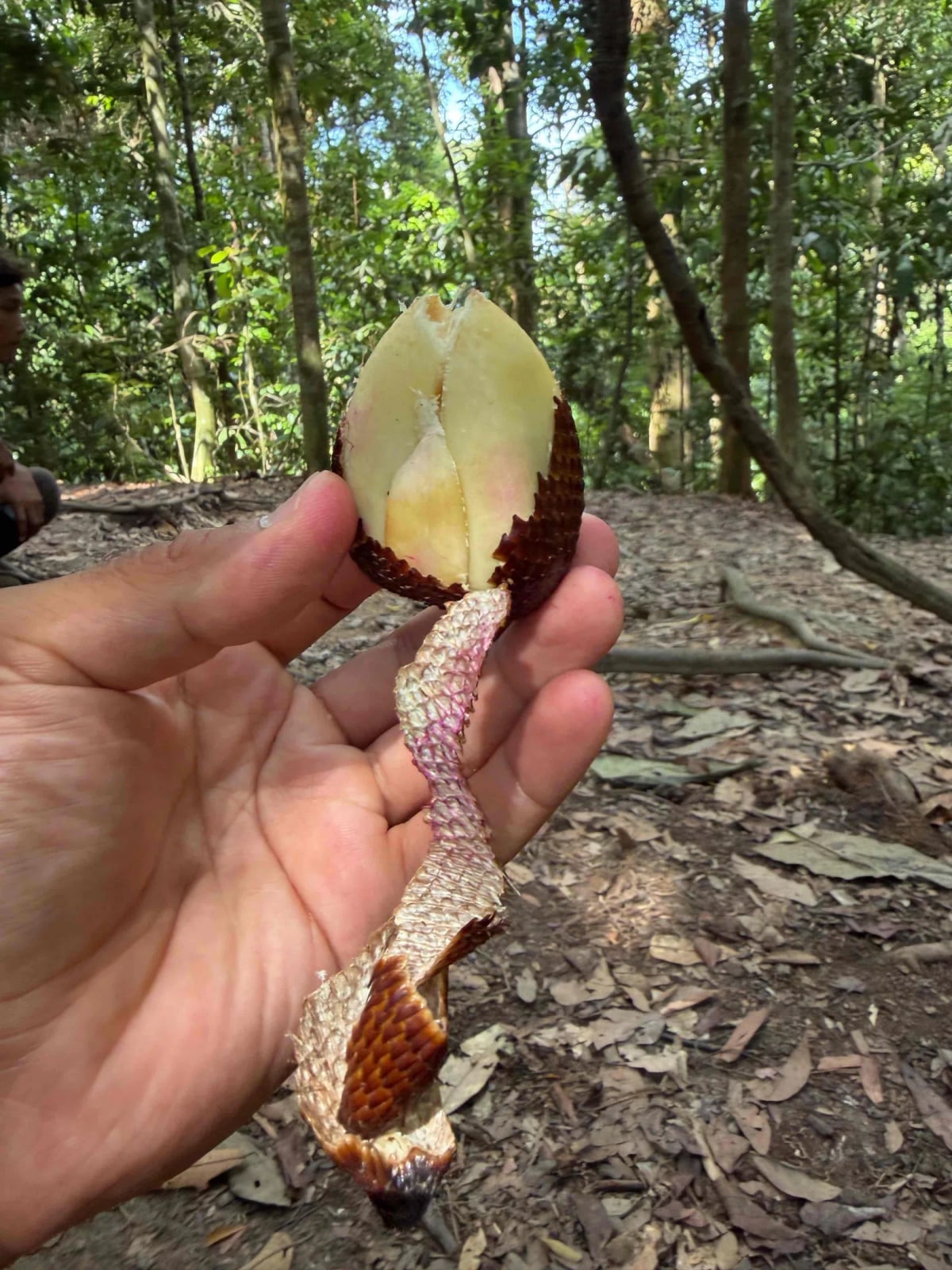 Salak 2