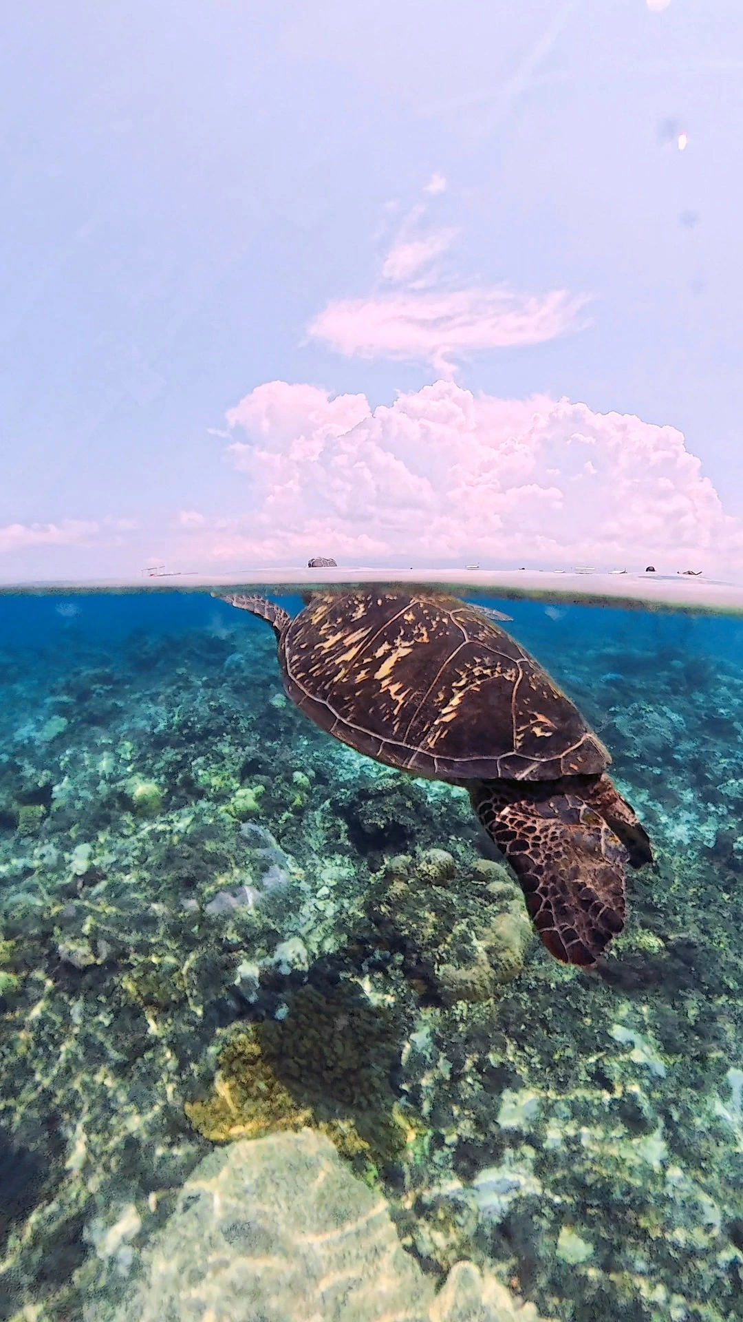 Apo Island — Photo 2