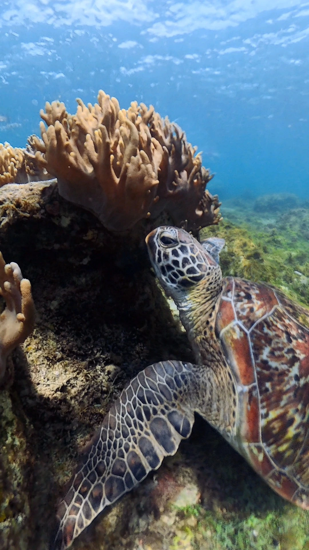 Apo Island — Photo 4