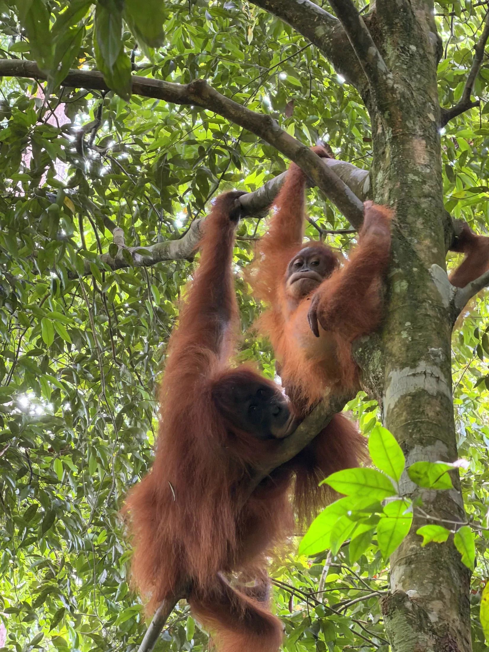 Bukit Lawang, three days in the heart of the Sumatra jungle
