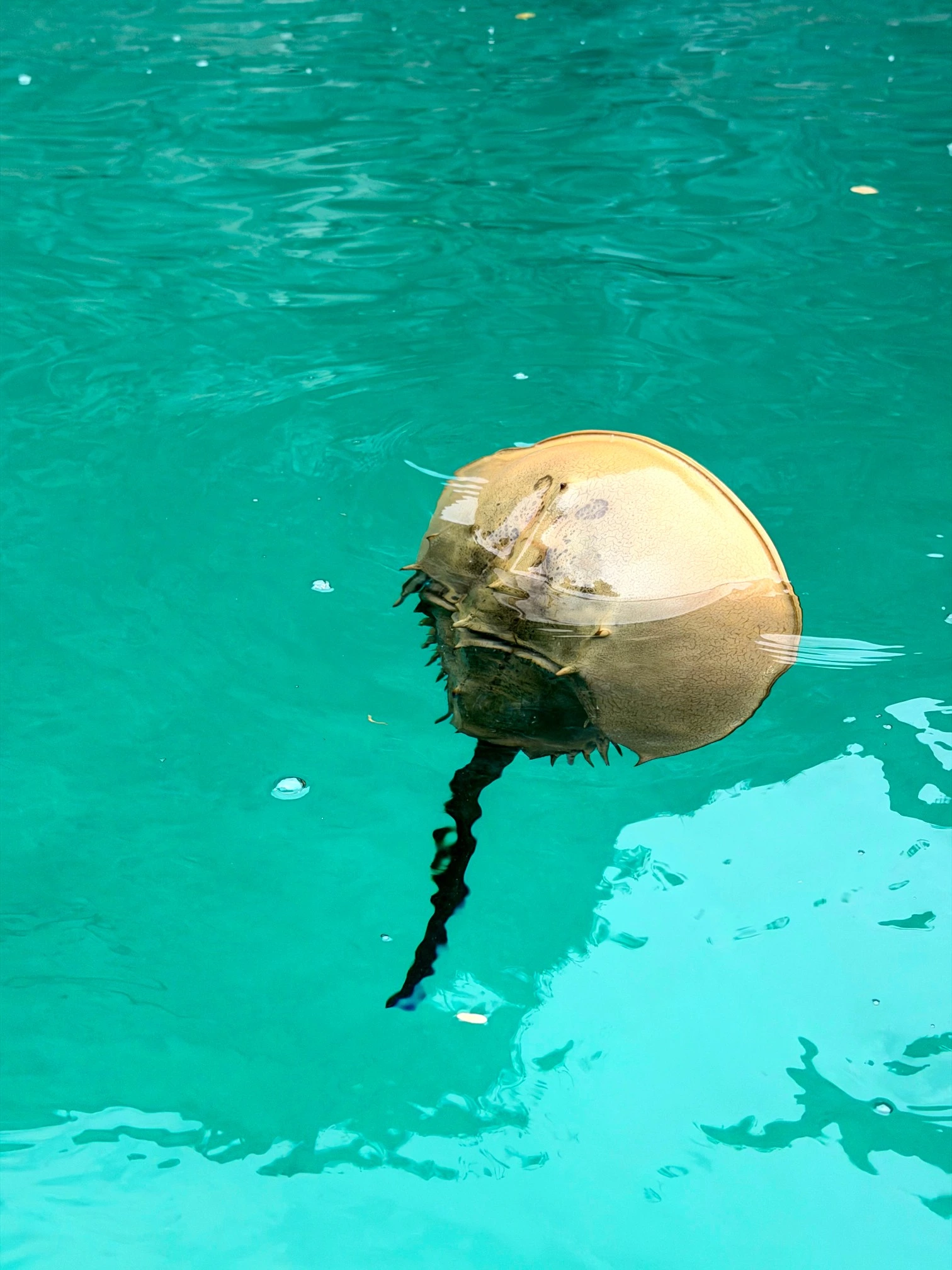 Big Lagoon — Photo 4
