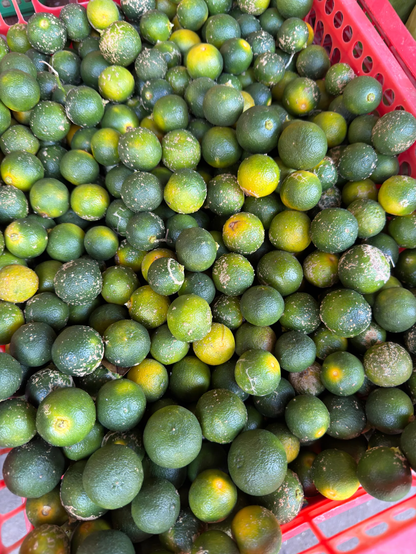Calamansi 1