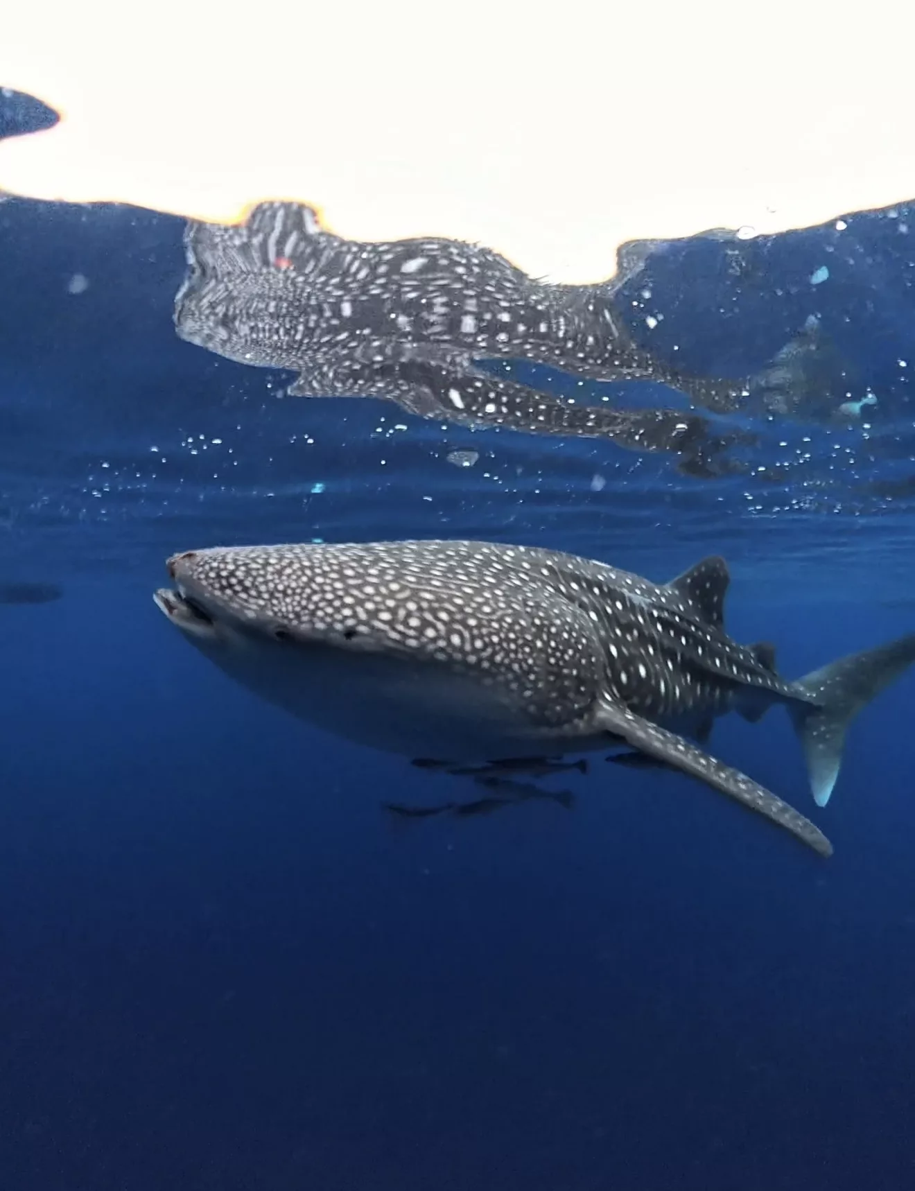 Requin baleine 1