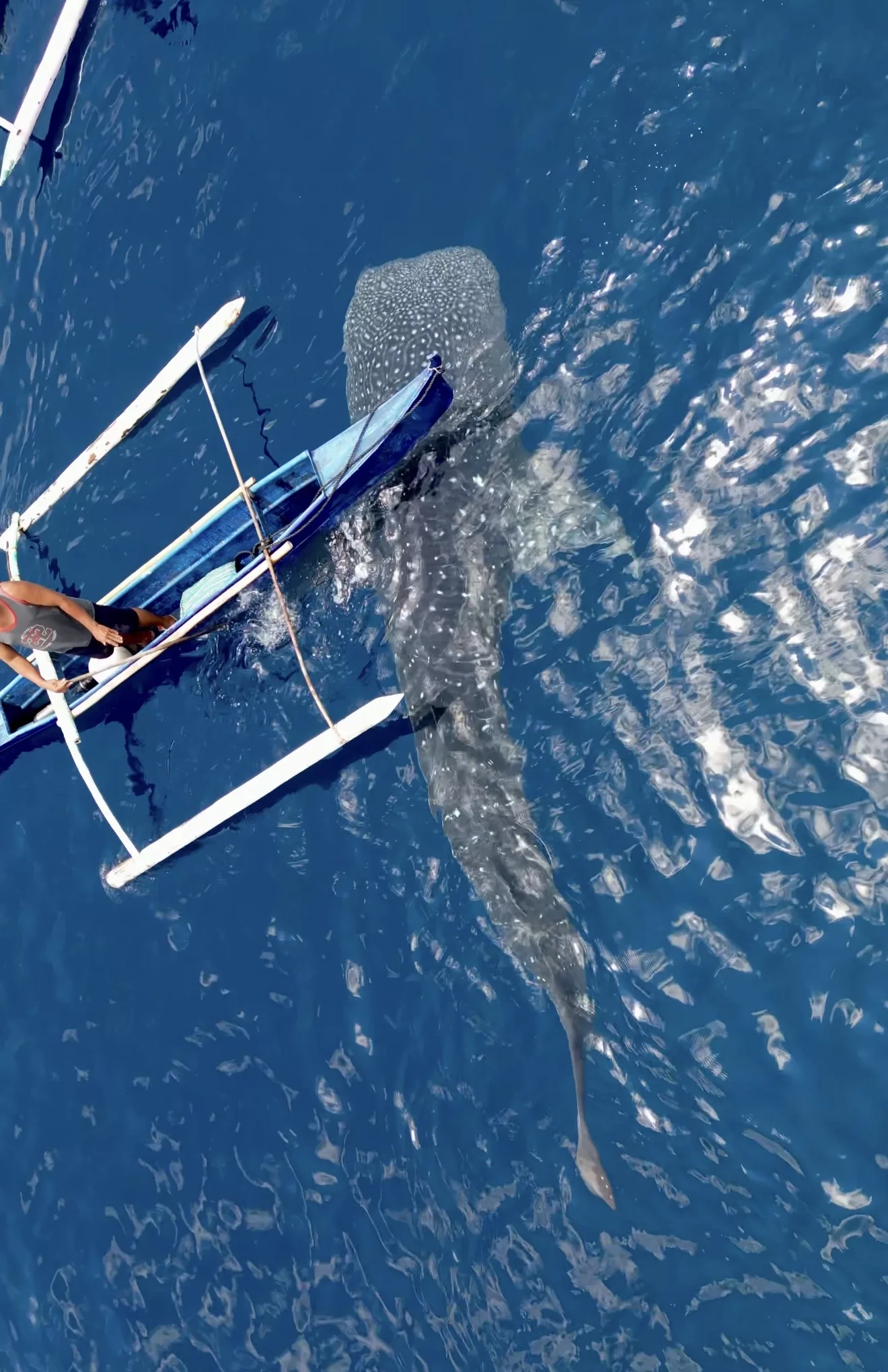 Requin baleine 2