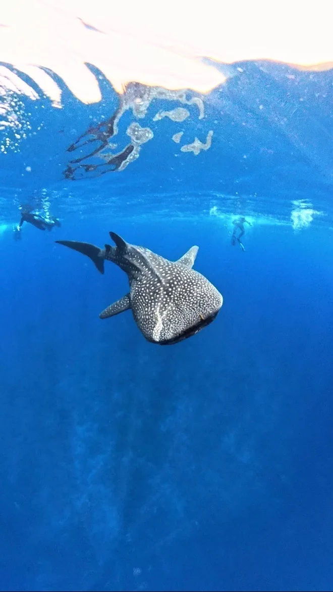 Requin baleine 3