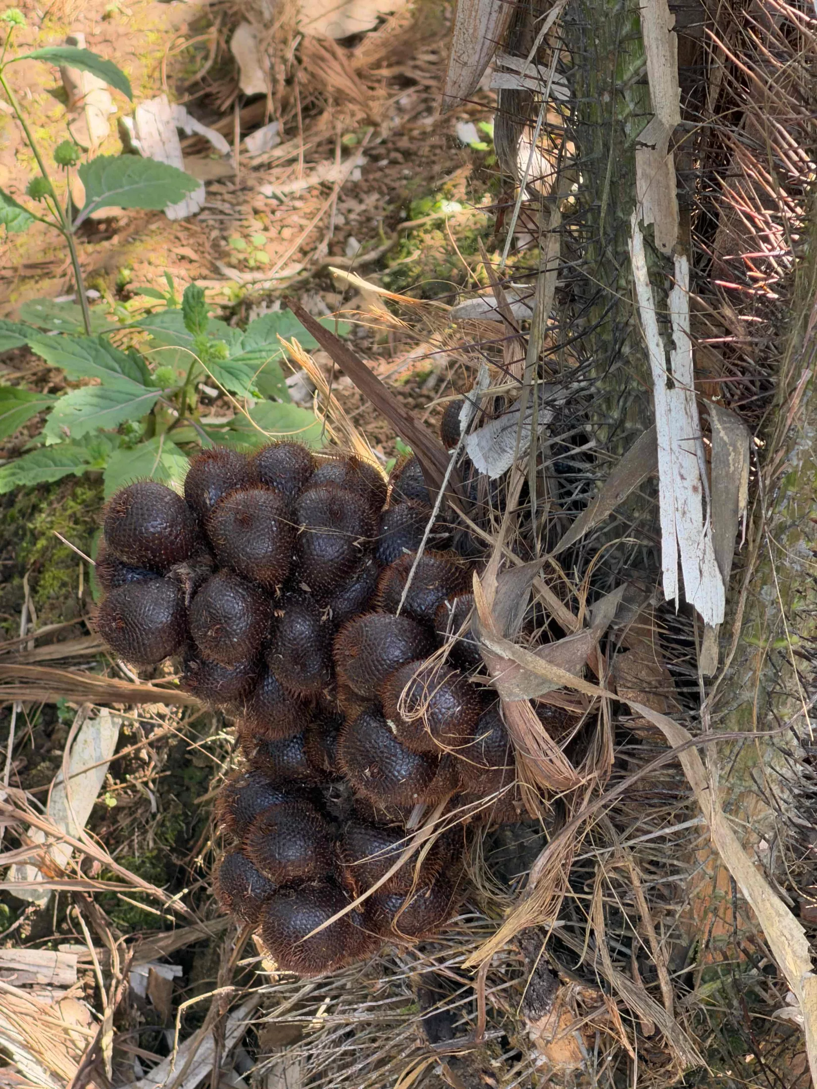 Salak