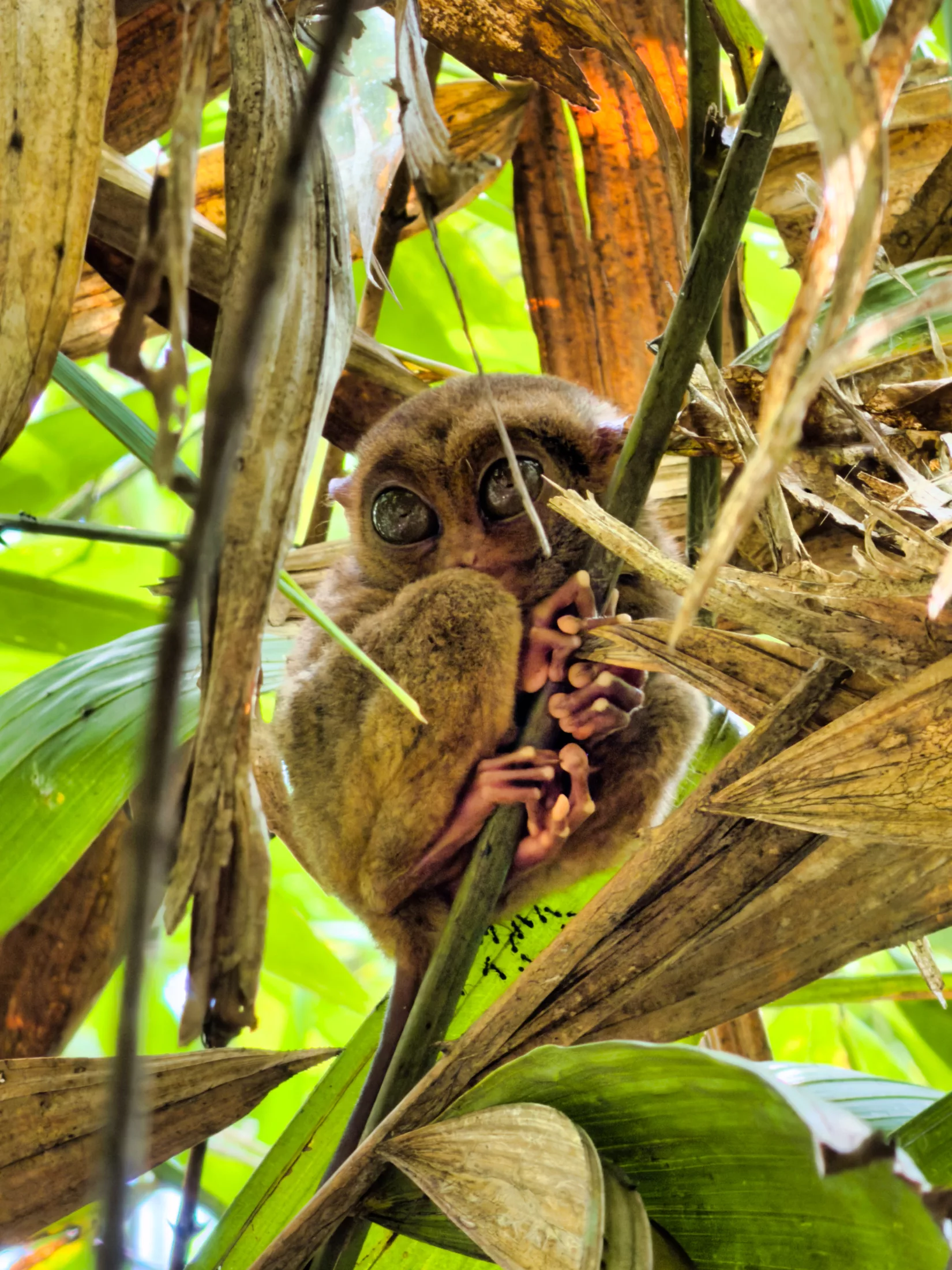 Tarsier 1