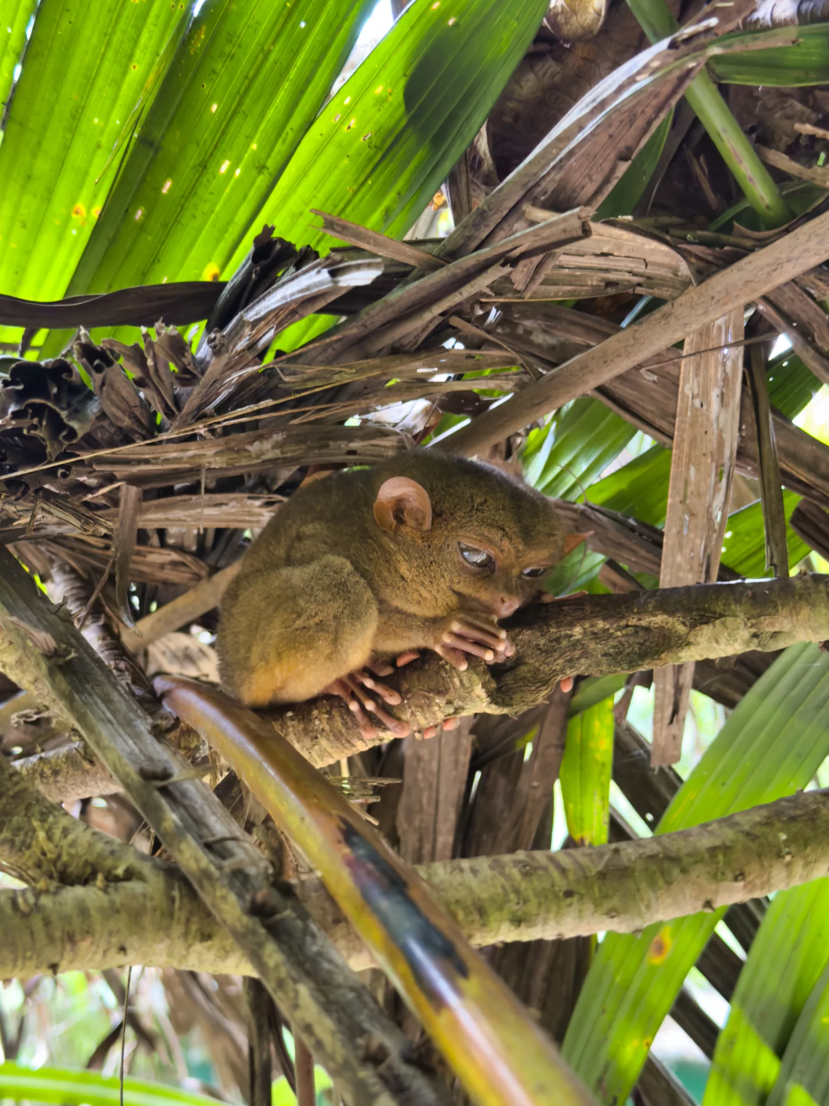 Tarsier 2