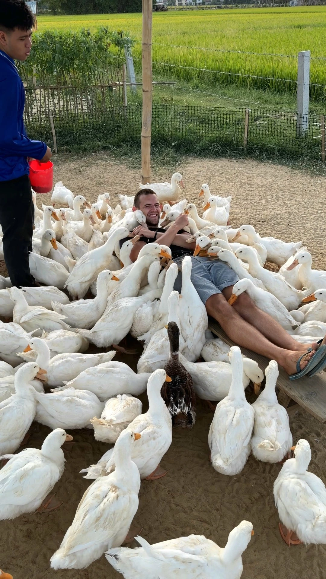 Duck Stop Hoi An — Photo 3