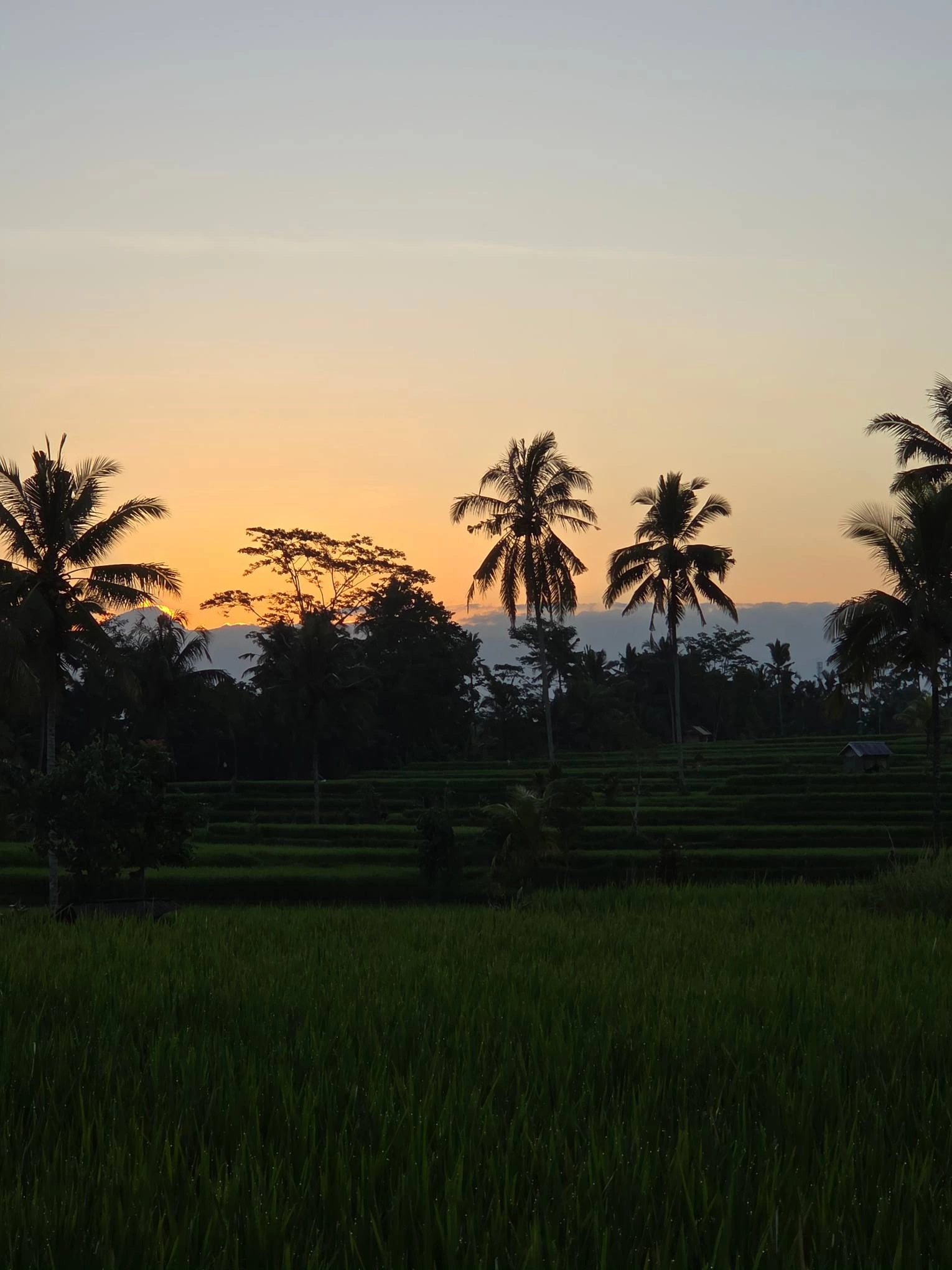 Mancingan Rice Terrace — Photo 2