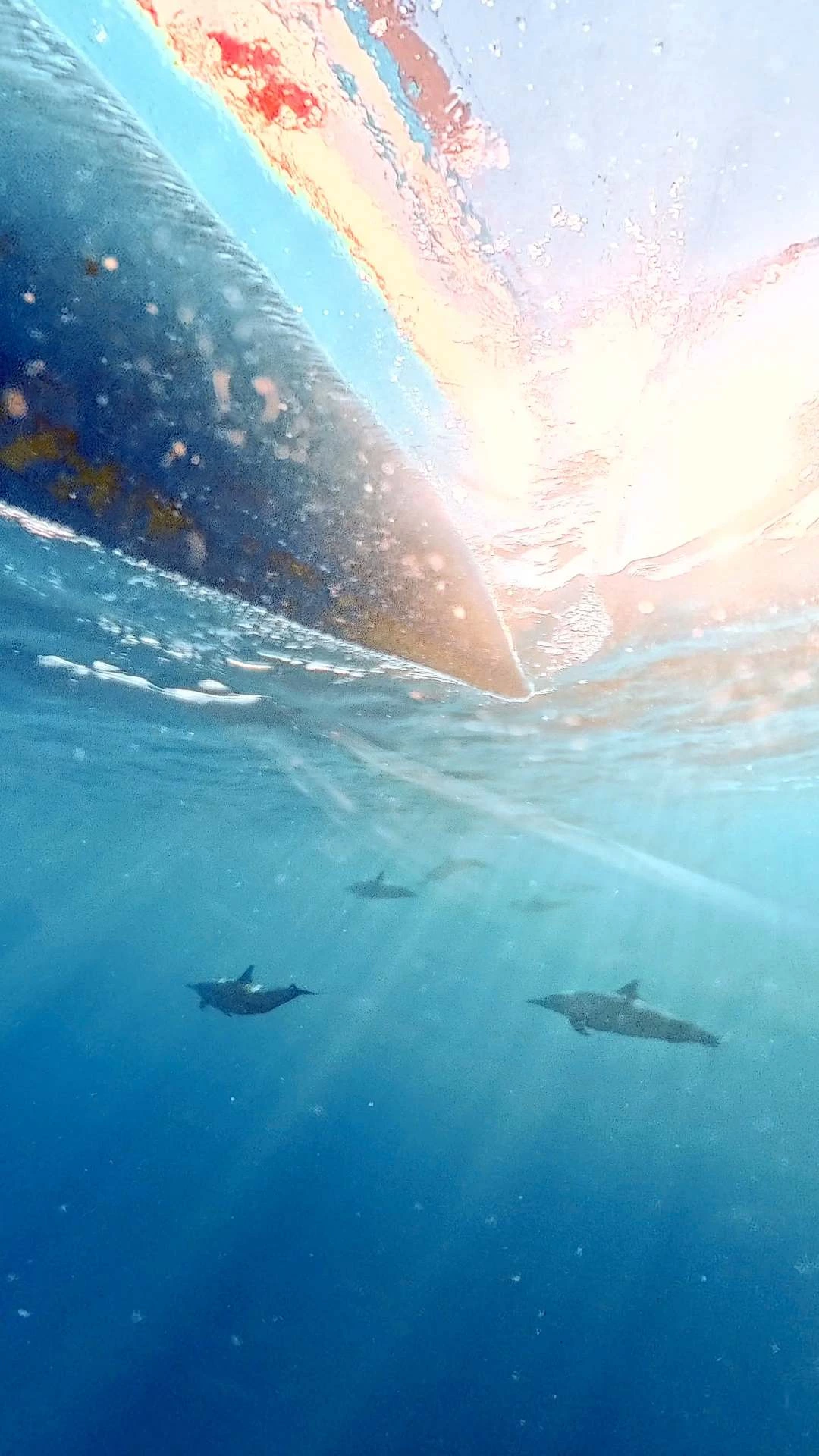 Nager avec les dauphins à Lovina Beach
