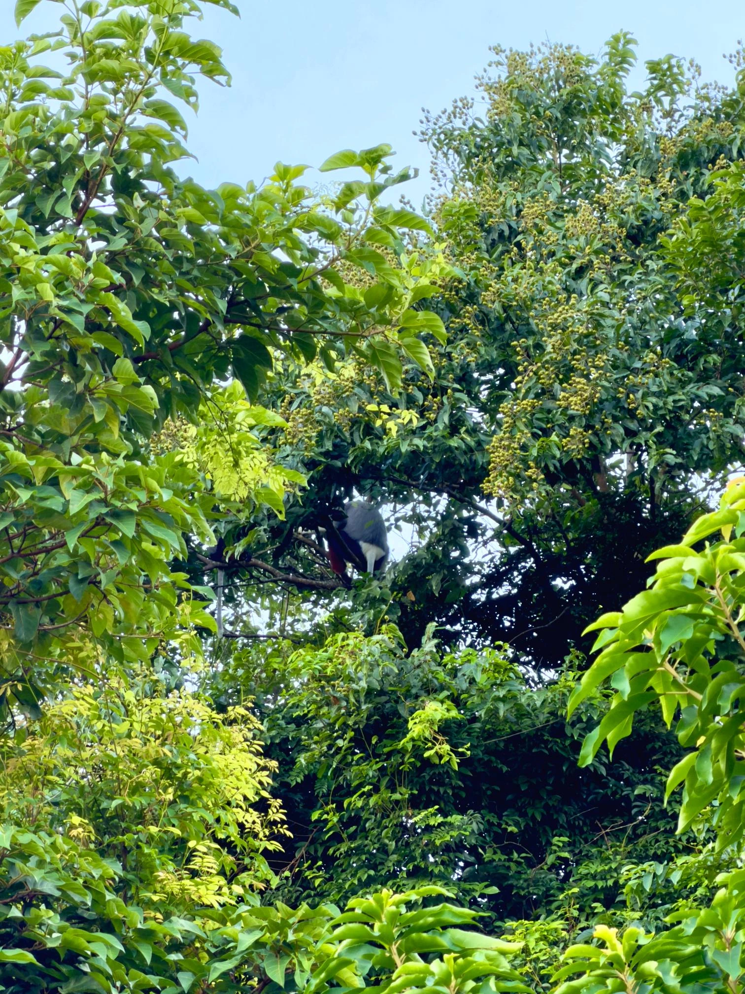 Observer les doucs sur la péninsule de Sơn Trà — Photo 2