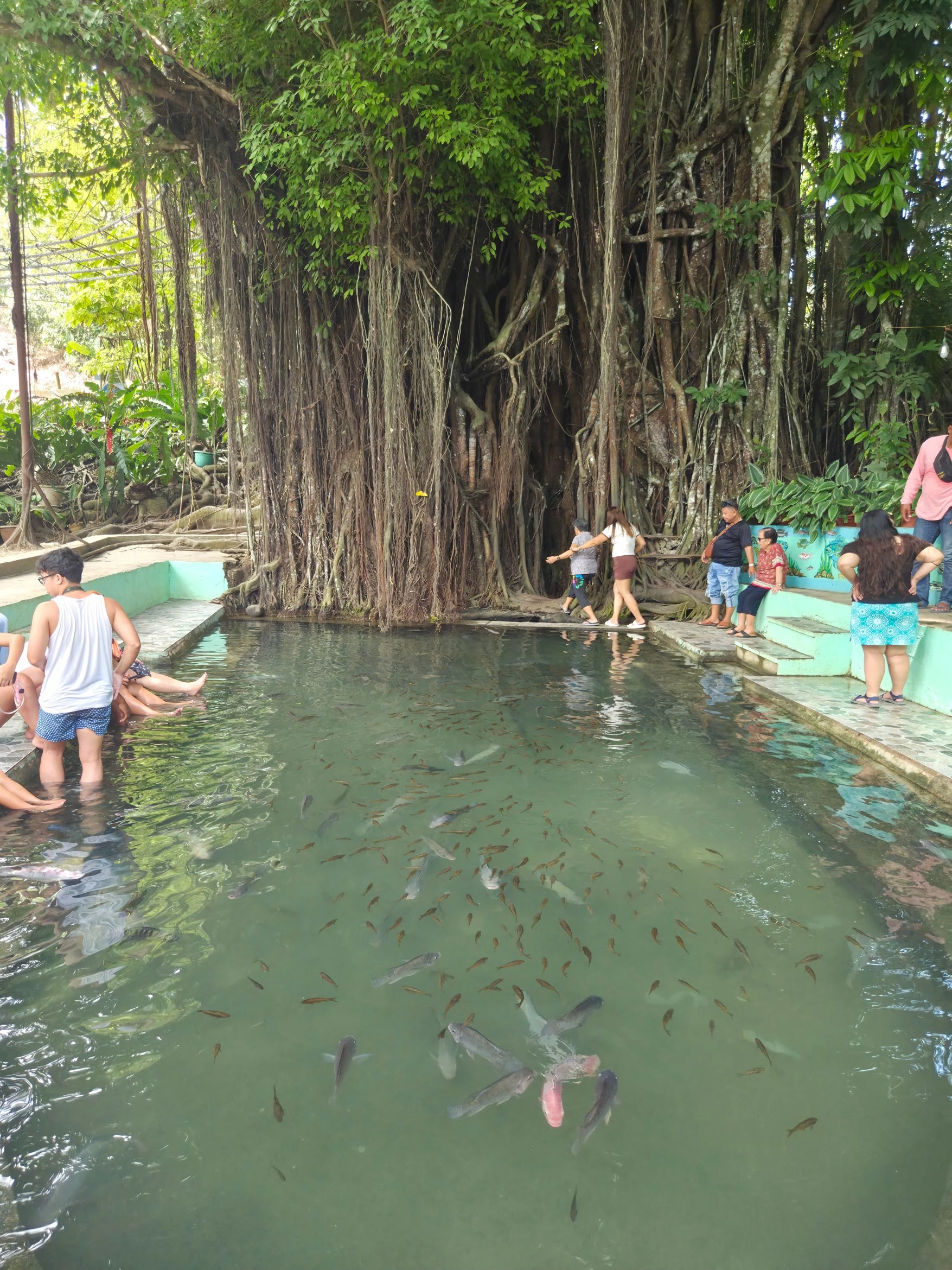 Old Enchanted Balete Tree