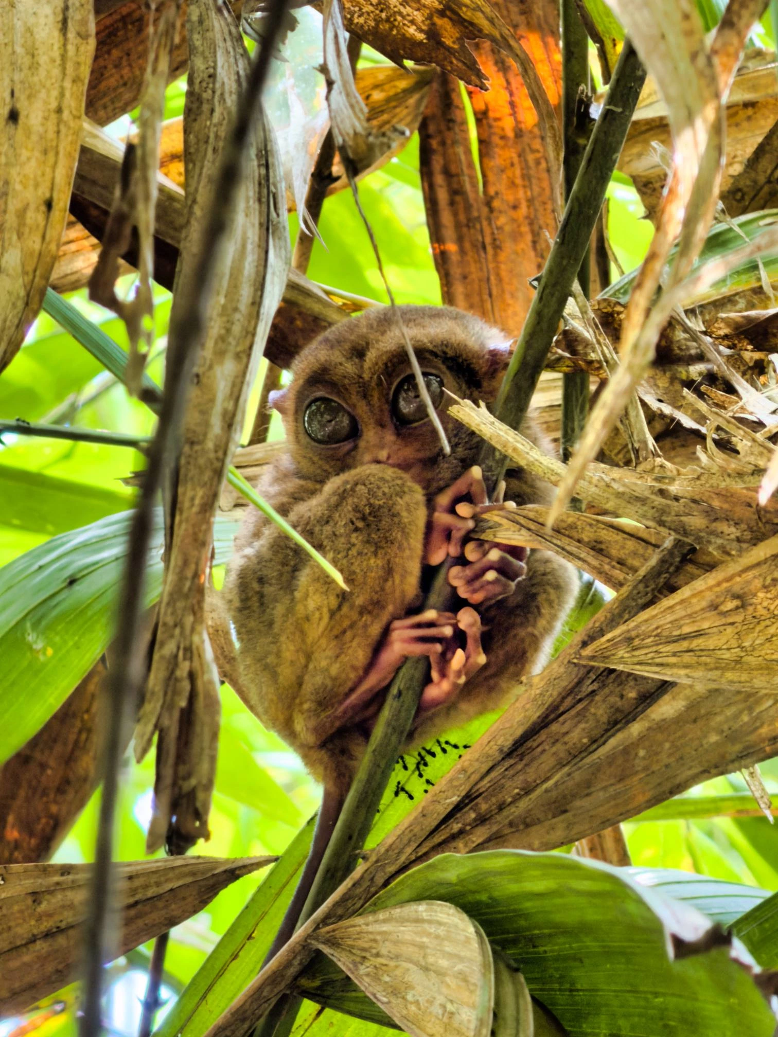 Philippine Tarsier Sanctuary