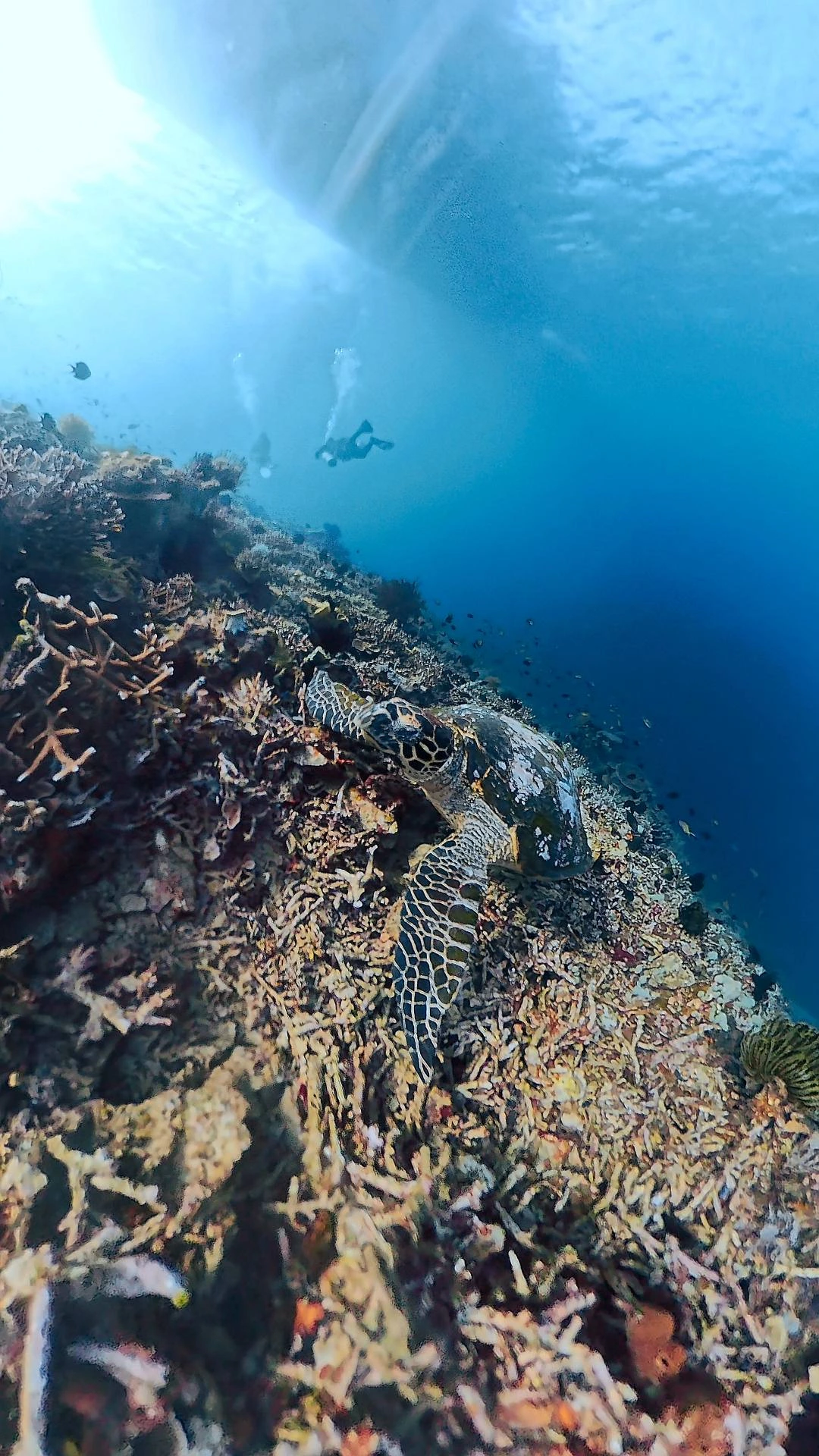 Scuba diving in Komodo National Park — Photo 2
