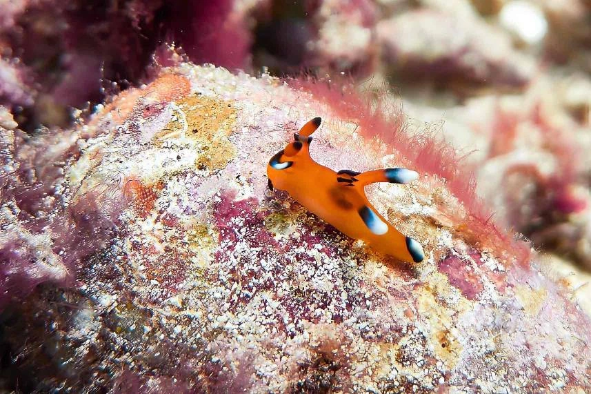Scuba diving in Komodo National Park — Photo 4