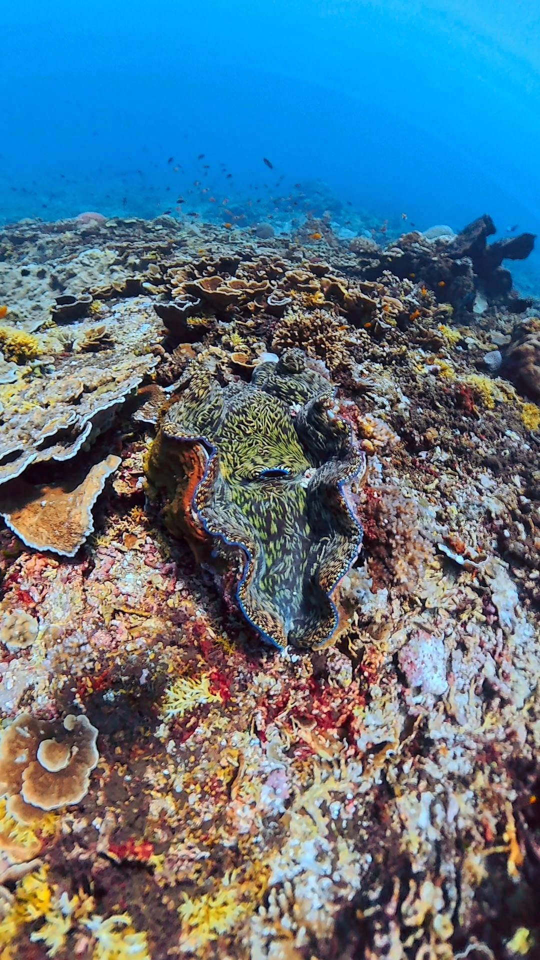 Scuba diving in Komodo National Park — Photo 5