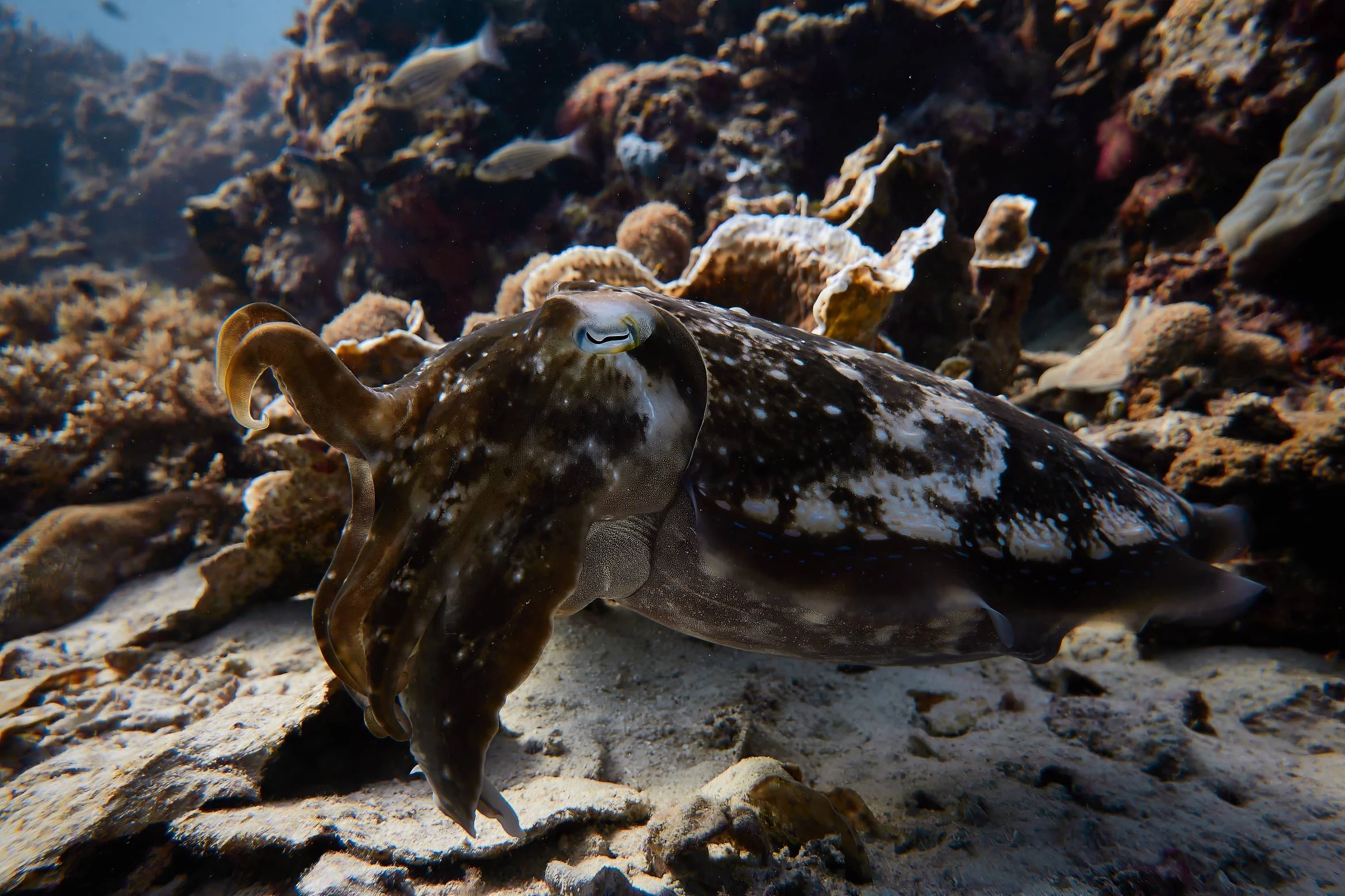 Scuba diving in Komodo National Park — Photo 6