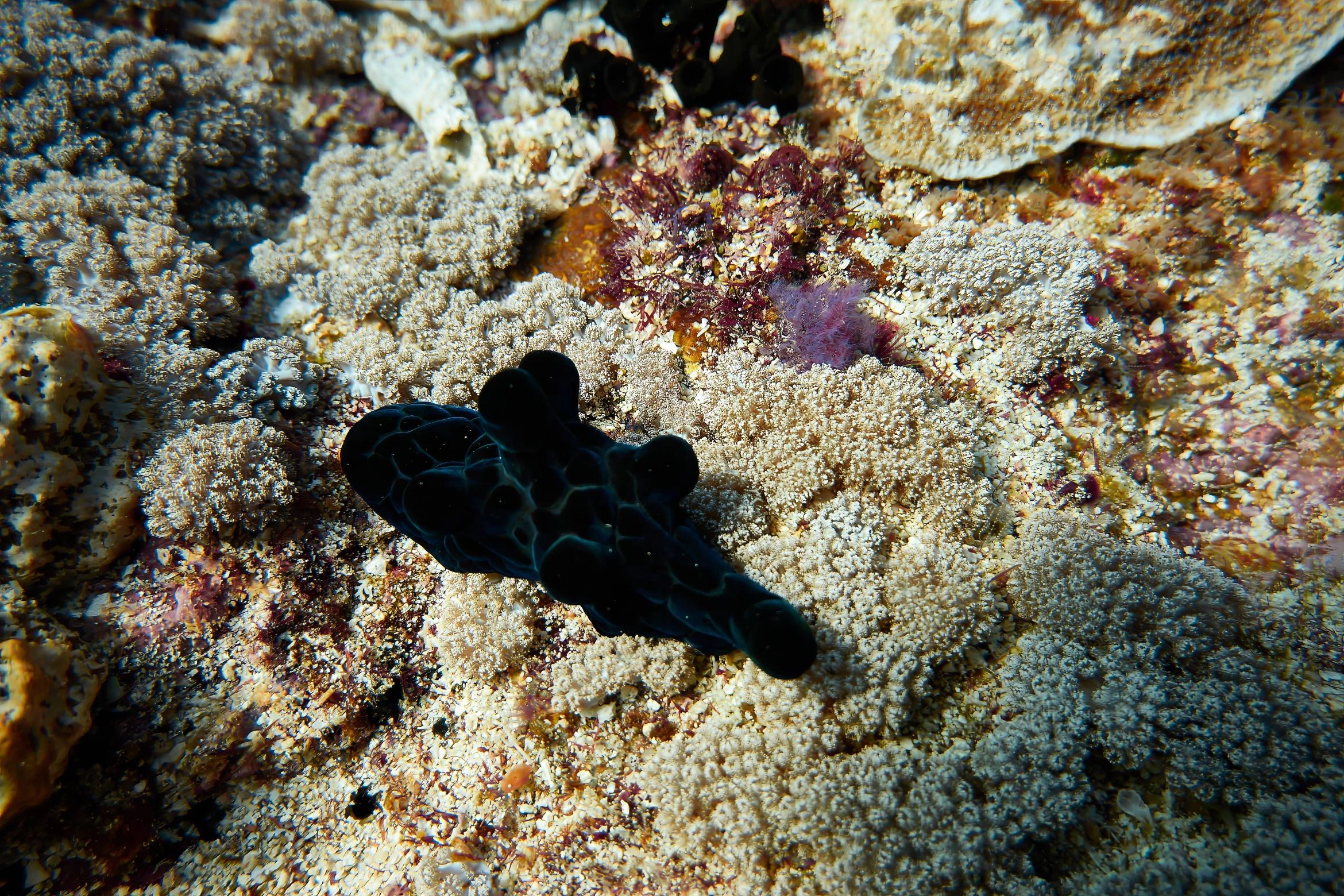 Scuba diving in Komodo National Park — Photo 7