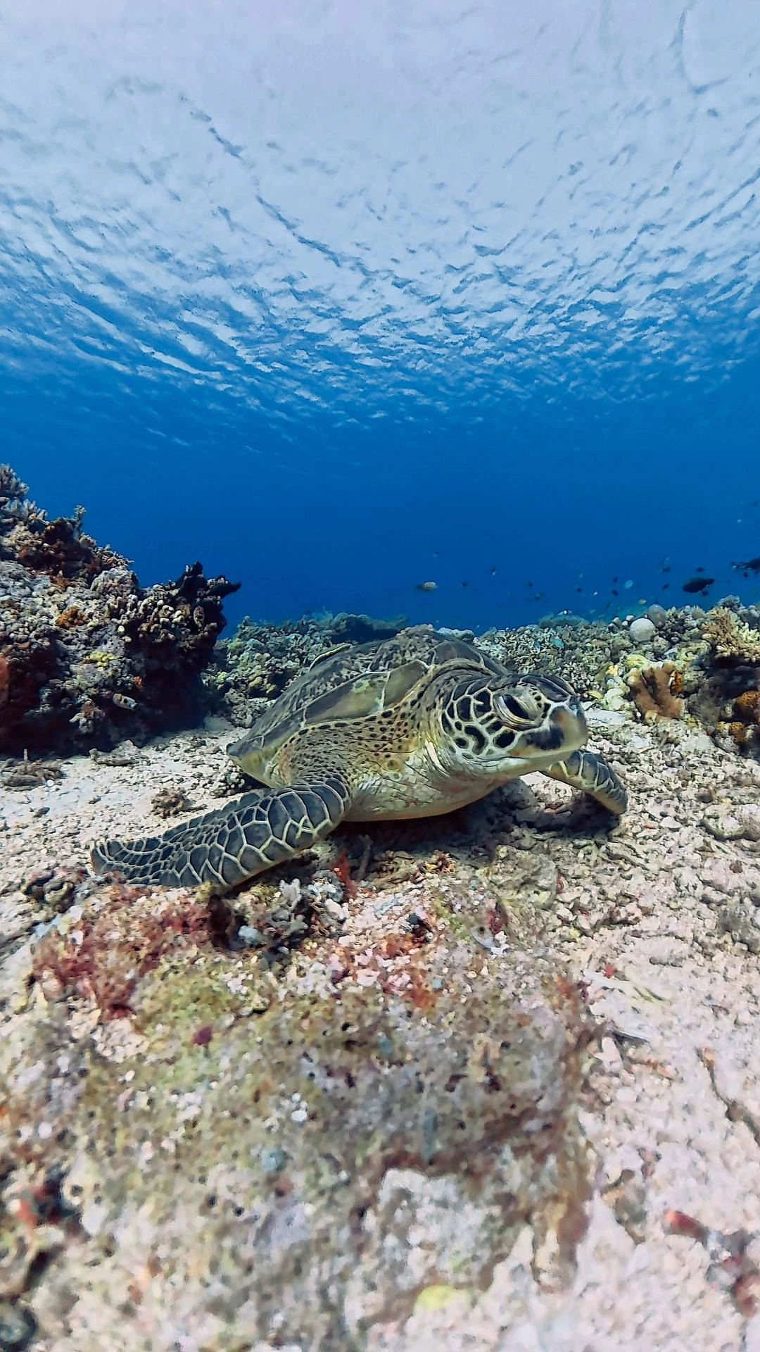 Scuba diving in Komodo National Park — Photo 8