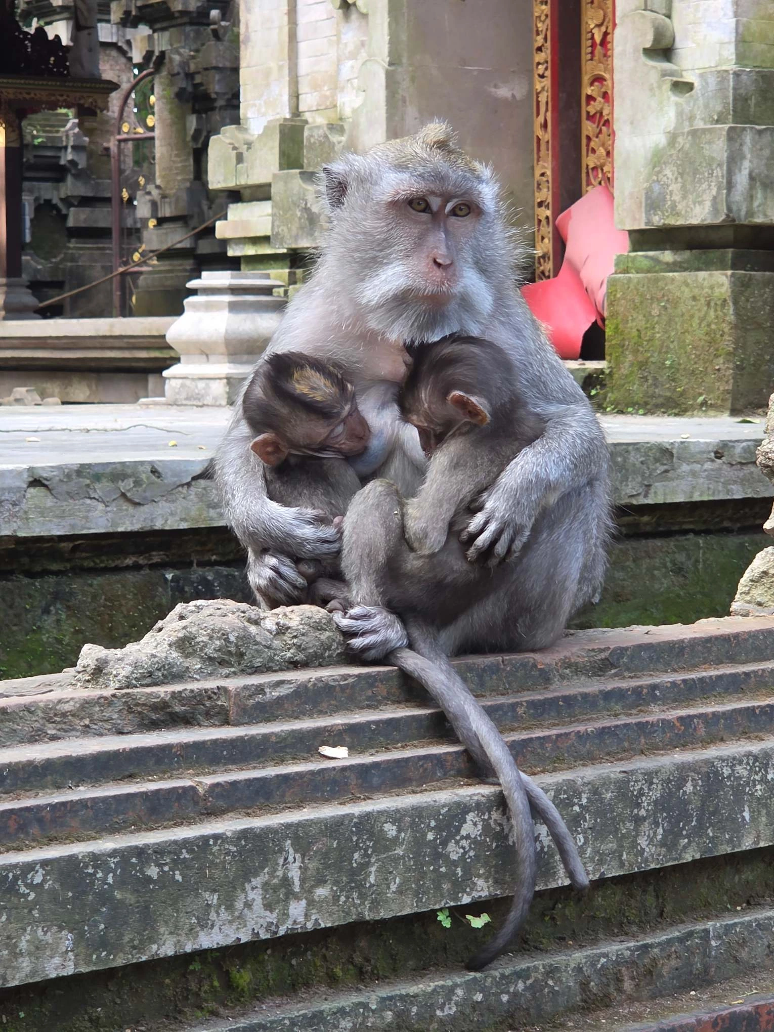 Sangeh Monkey Forest — Photo 2