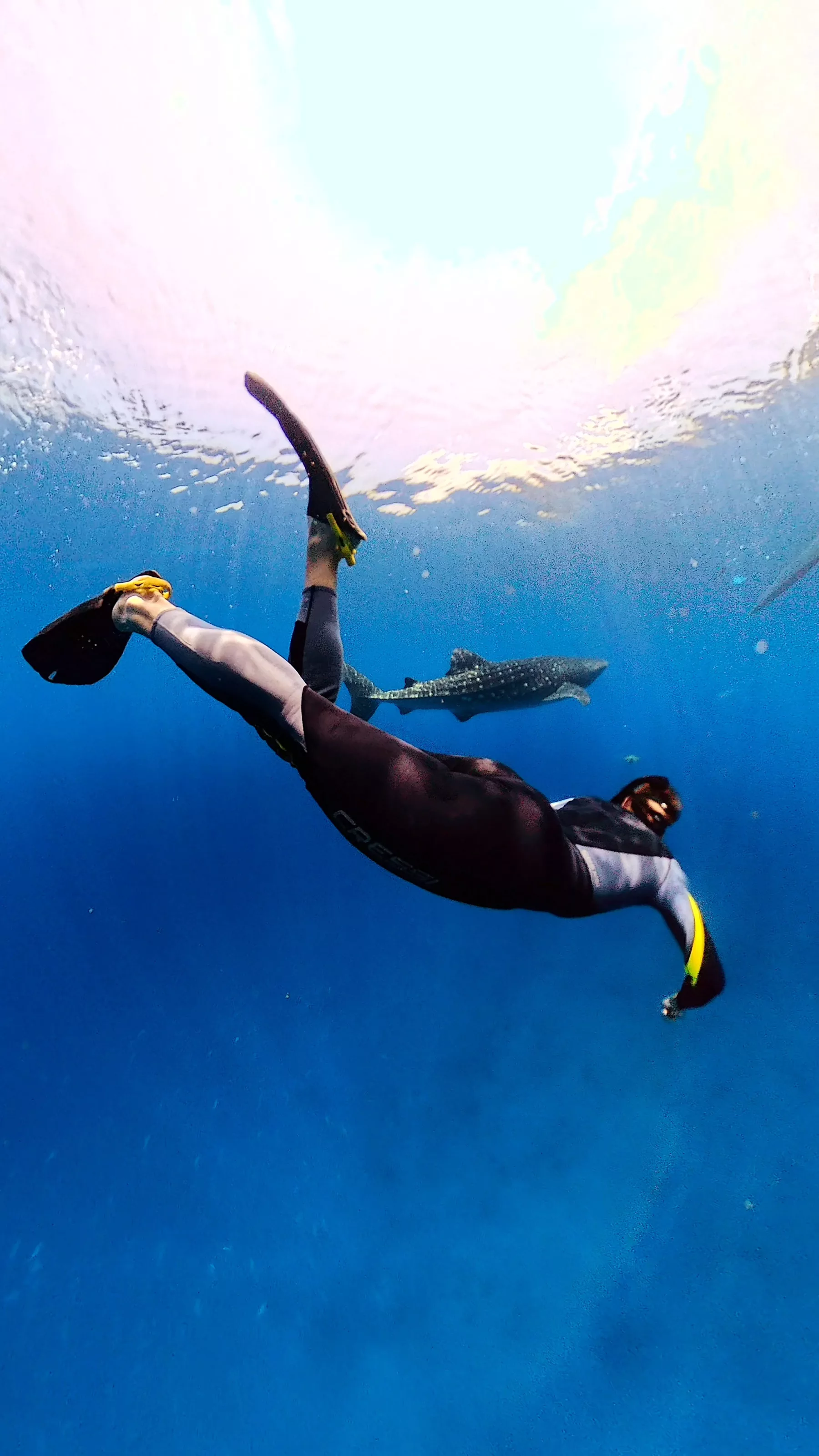Snorkel with whale sharks / Sogod Bay Scuba Resort