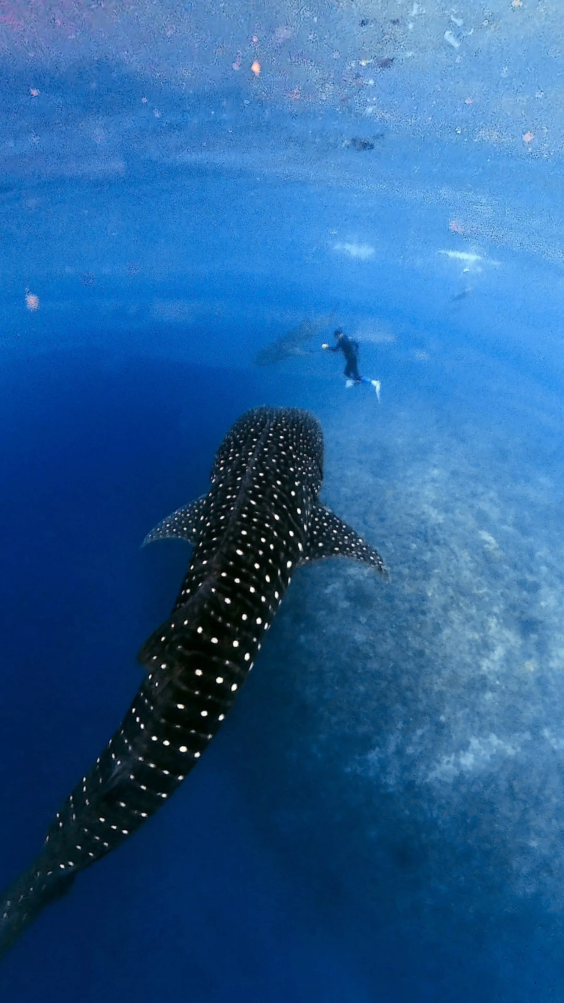 Nager avec les requins-baleines / Sogod Bay Scuba Resort — Photo 2