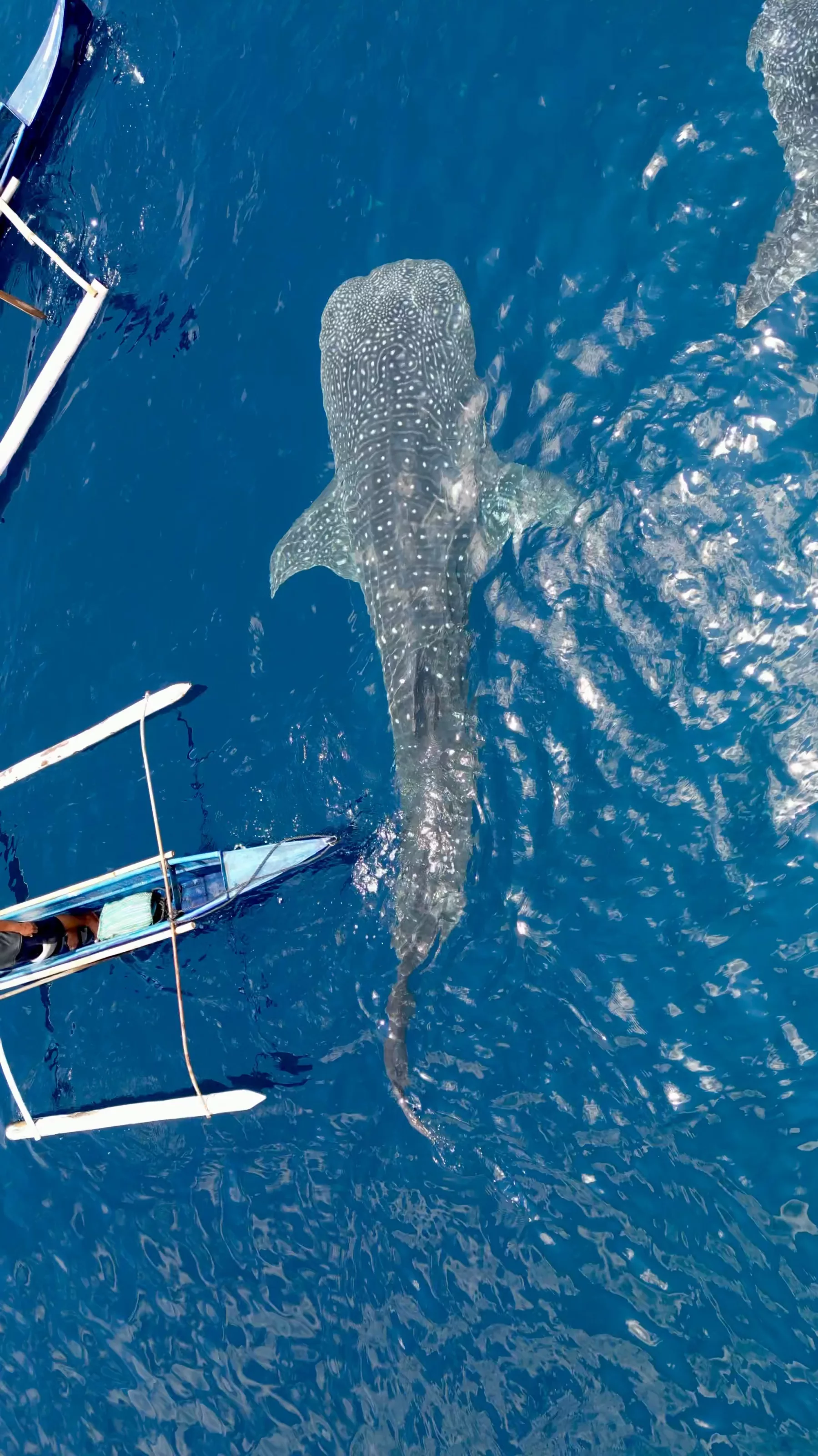 Nager avec les requins-baleines / Sogod Bay Scuba Resort — Photo 3