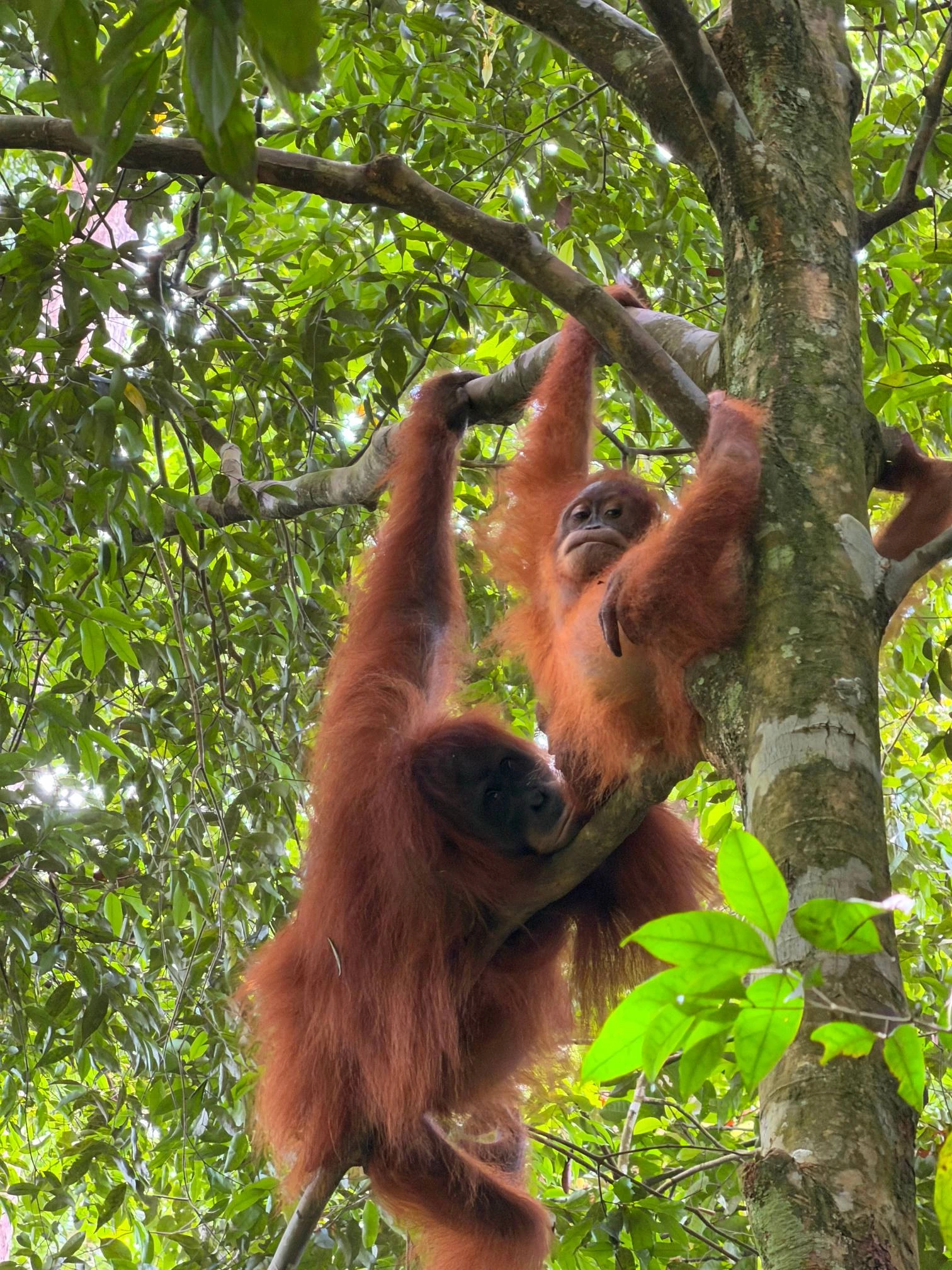 Bukit Lawang Jungle Trek