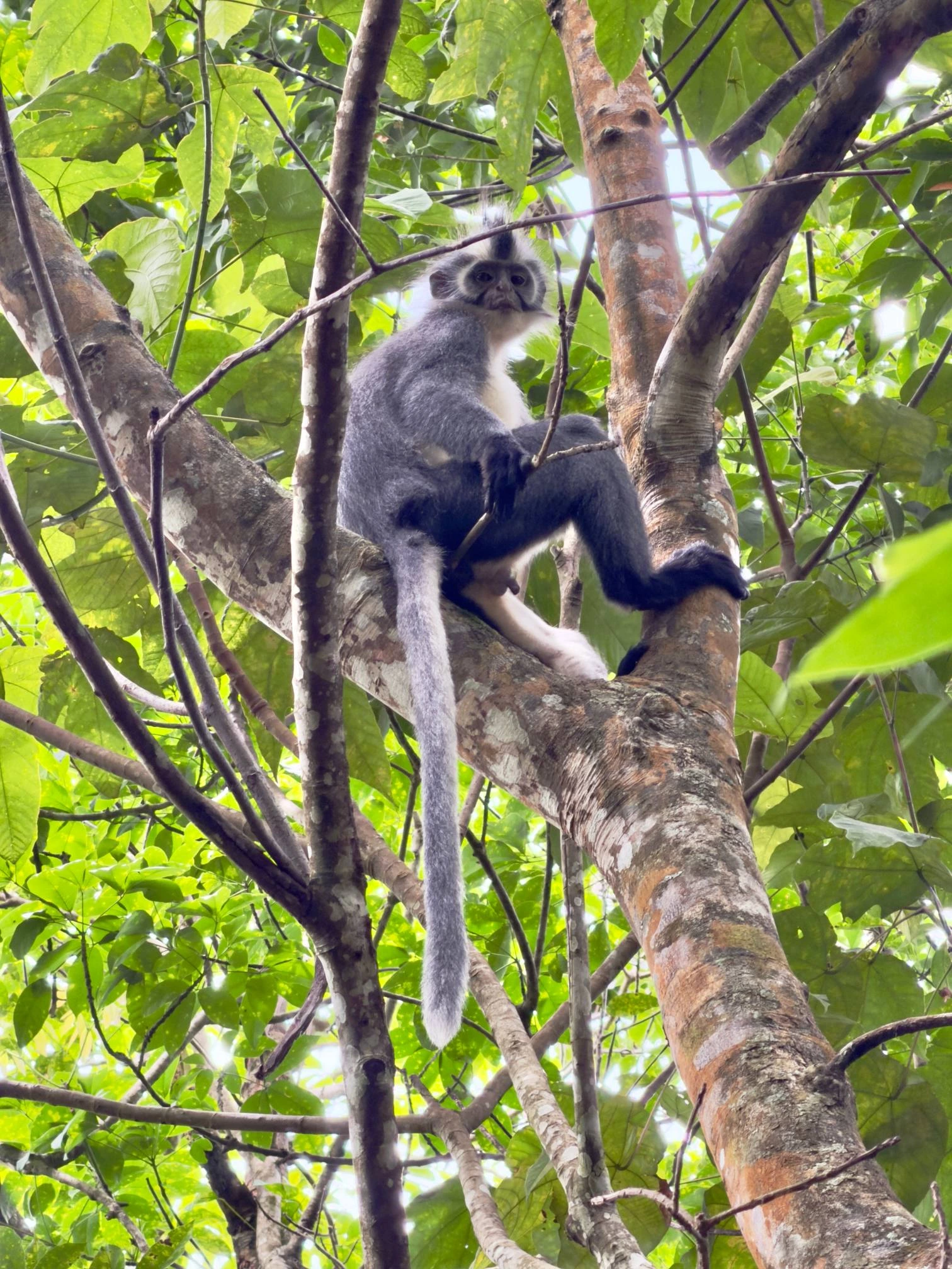 Trek dans la jungle de Bukit Lawang — Photo 2