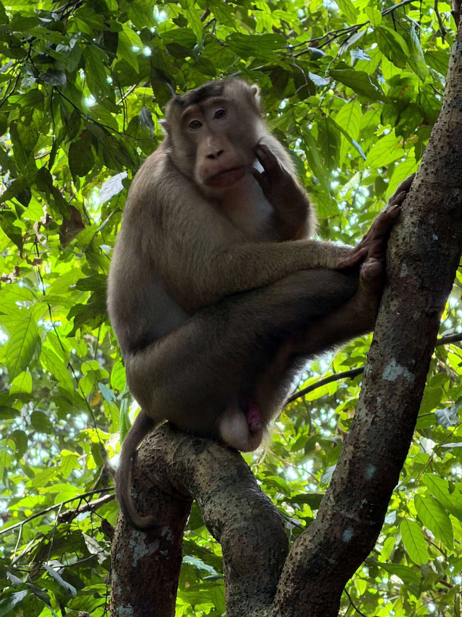 Trek dans la jungle de Bukit Lawang — Photo 4